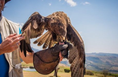 taste of the wild feeding guide